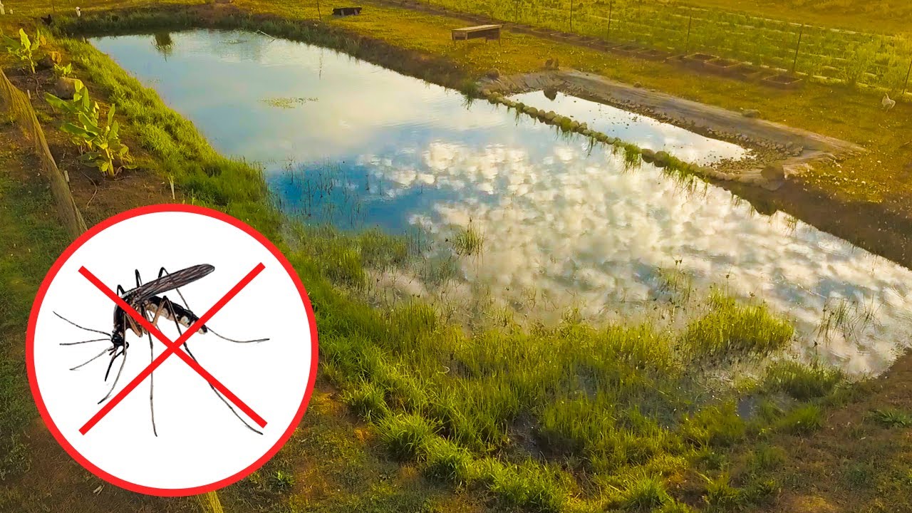 Natural Ponds Create Ecological Balance, Mosquito Problems Are Solved