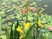 Arrangement of Aquatic Plants