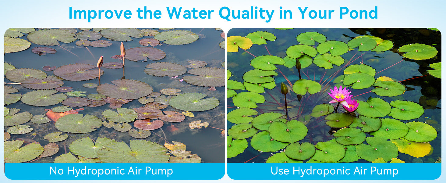 Enhance Your Pond's Ecosystem
