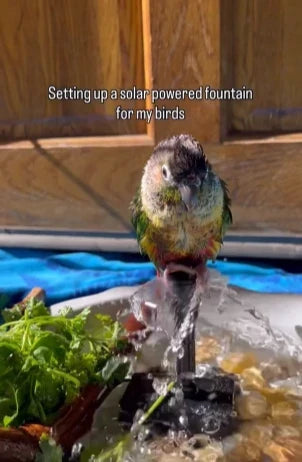 La pompe solaire POPOSOAP crée un doux mouvement dans un bain d'oiseaux de jardin.
