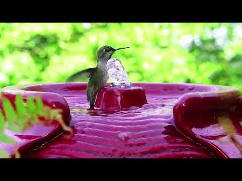 25W 320GPH Solar Water Fountain Pump