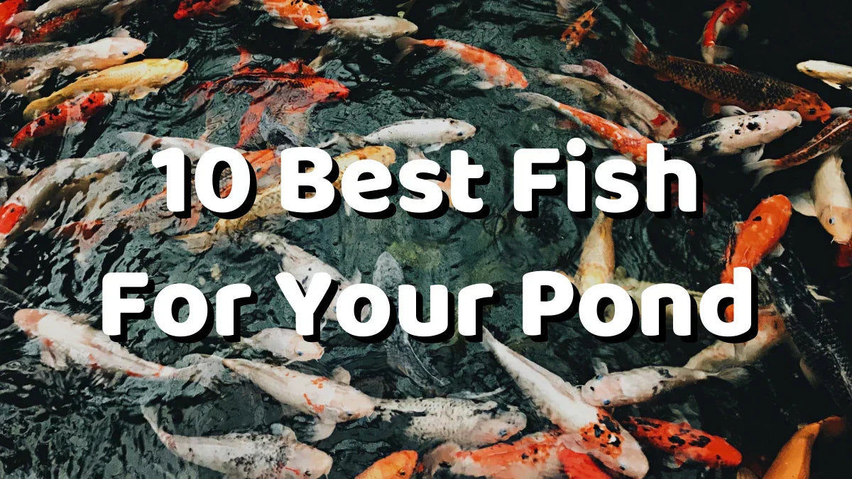 10 Best Fish for Your Pond