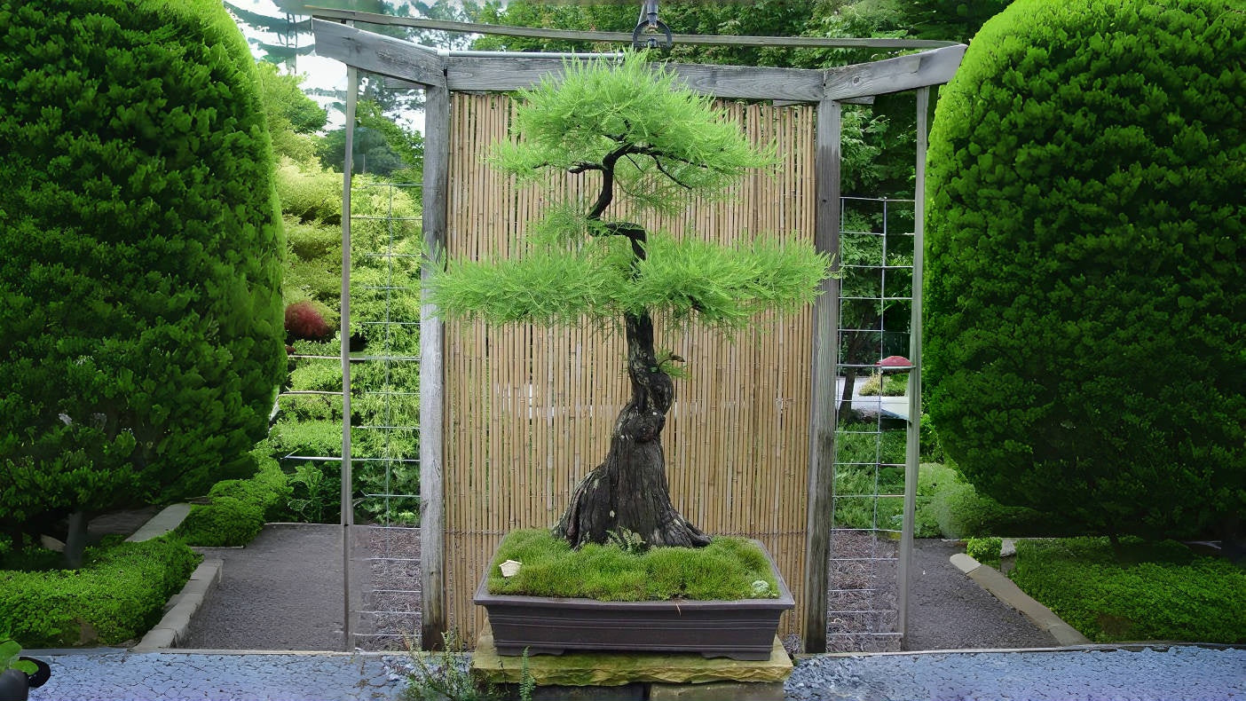 Benefits of Pond Cypress in a Pondscape