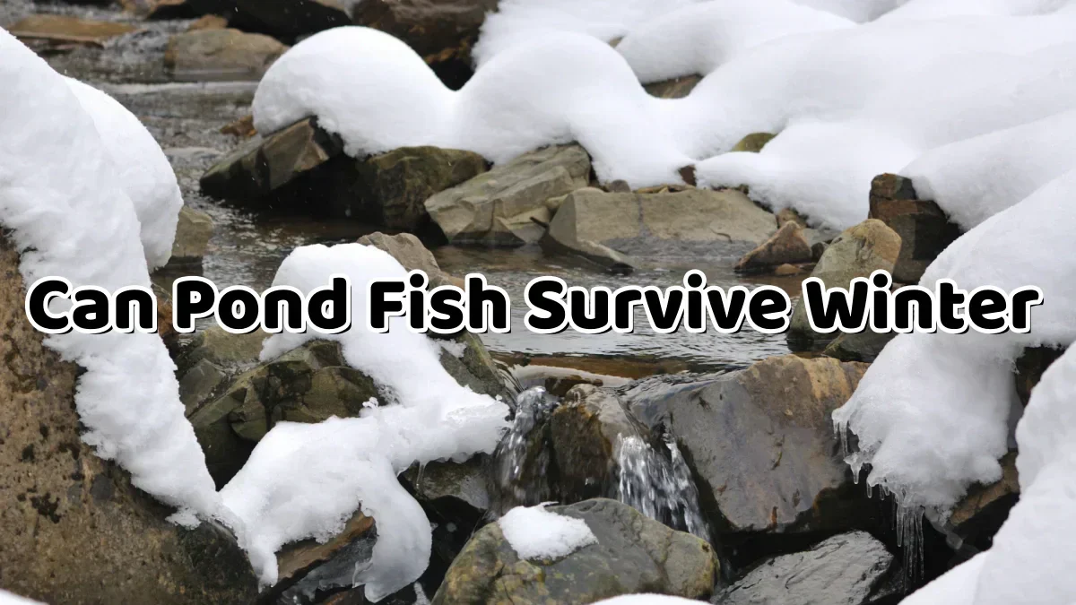 Can Pond Fish Survive Winter