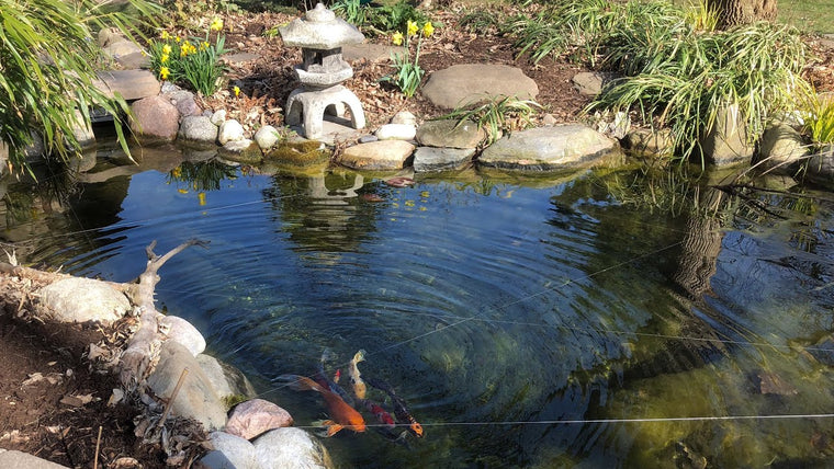 Règles de base pour l'élevage de carpes koï et de poissons d'étang