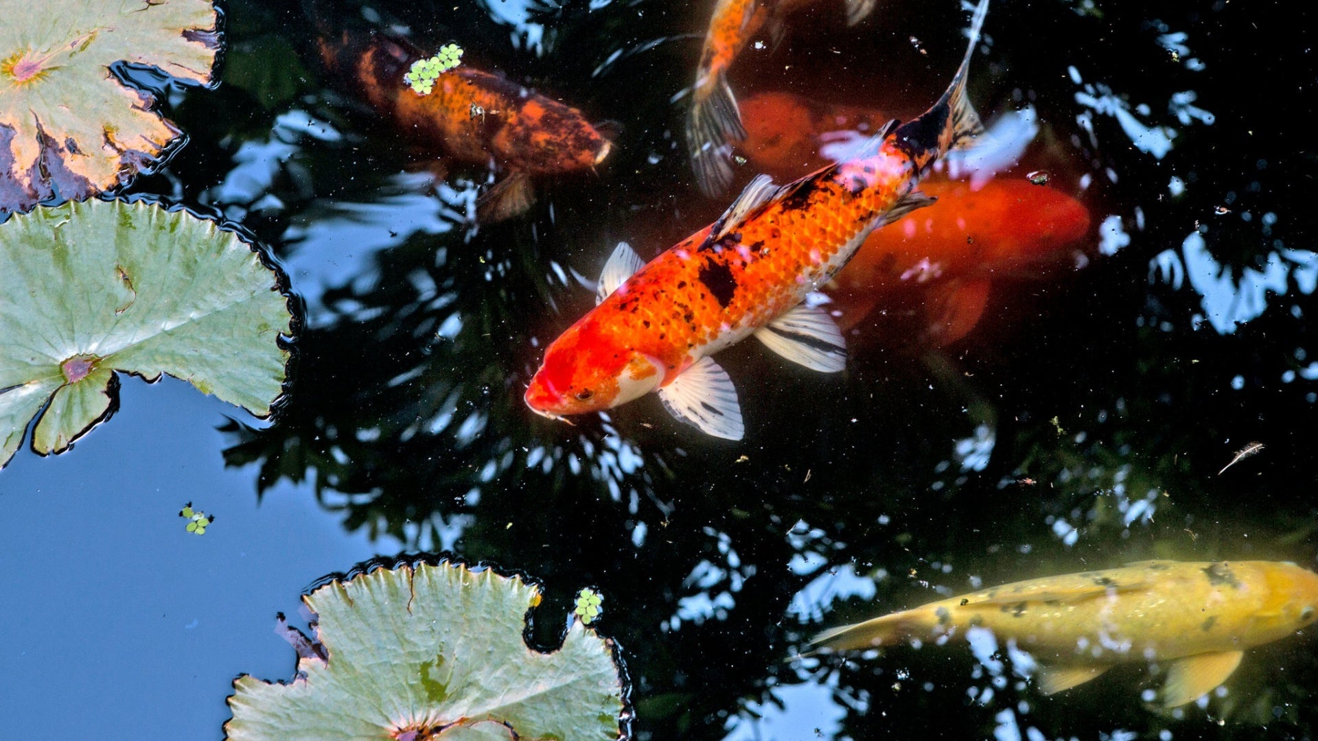 Decorative Pond Fish NYT