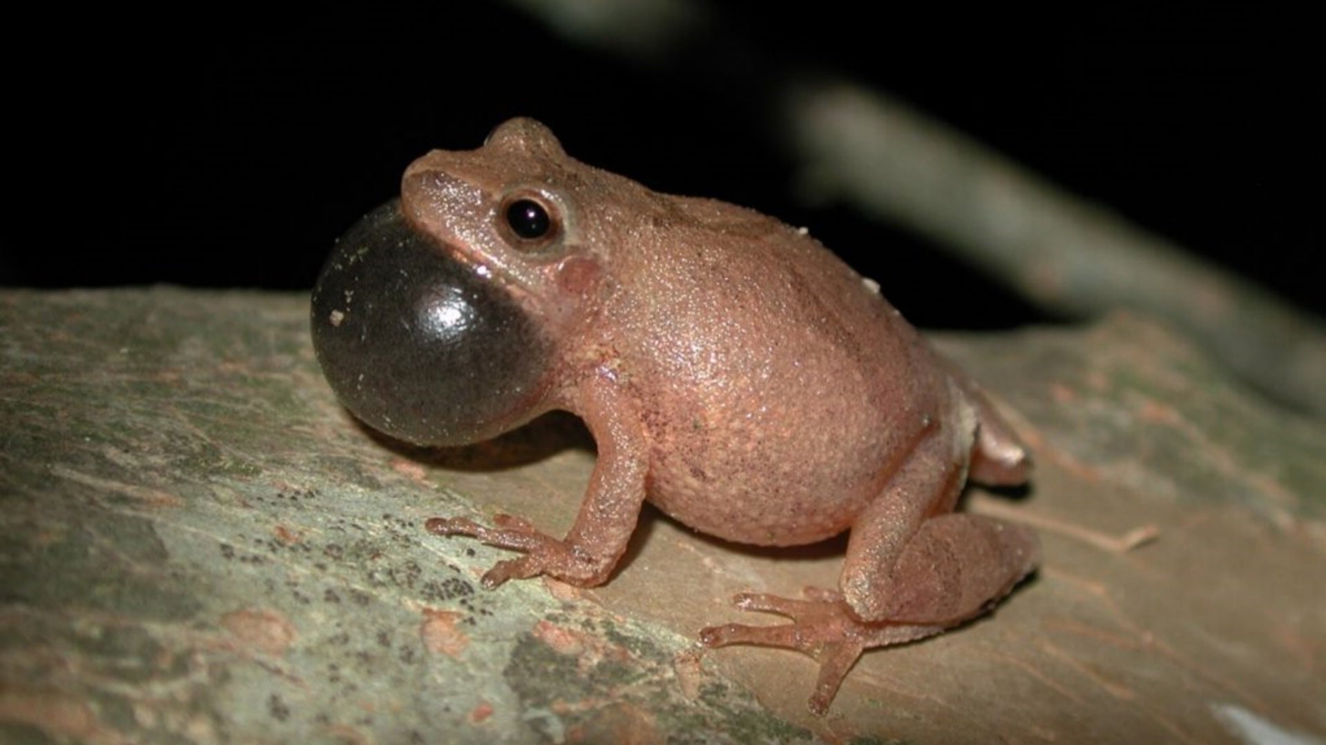Do Spring Peepers Hibernate by Ponds