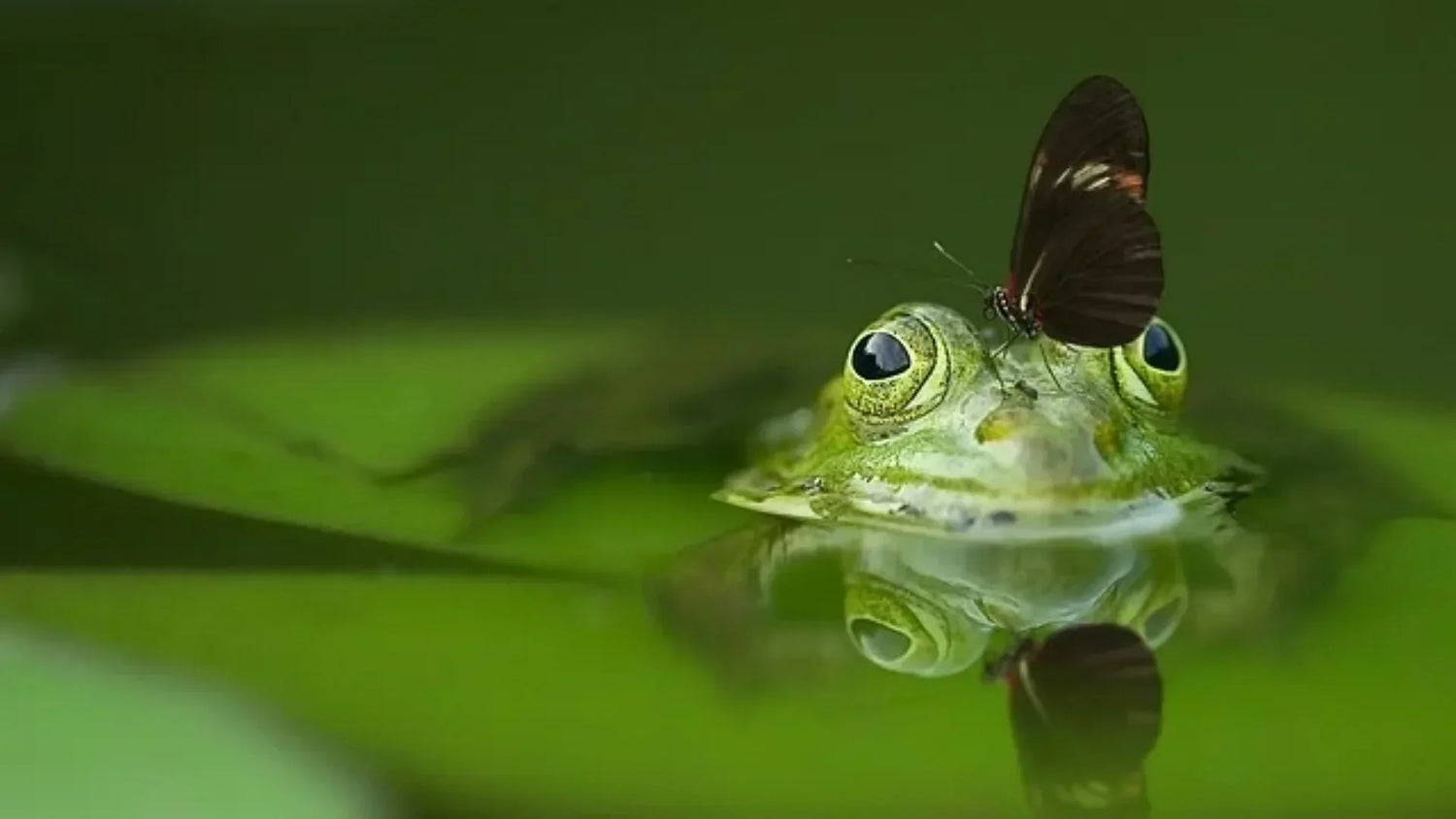 Example of Commensalism in a Pond