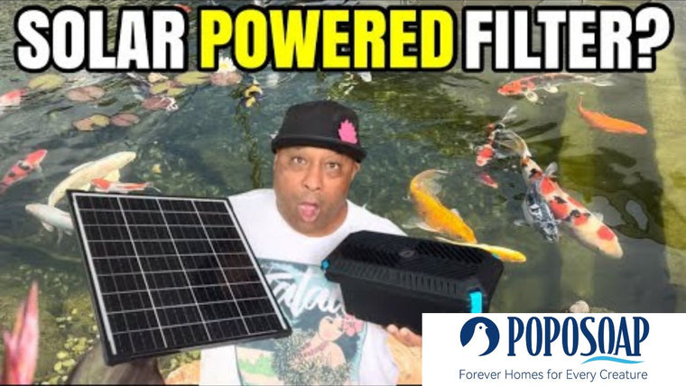 Filtre pour bassin à poissons : entretien essentiel pour des poissons en bonne santé et une eau de qualité 