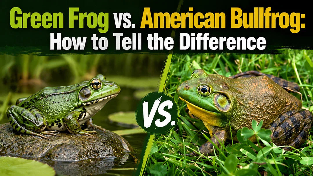 Green Frog vs. American Bullfrog: How to Tell the Difference (With Pond Tips)