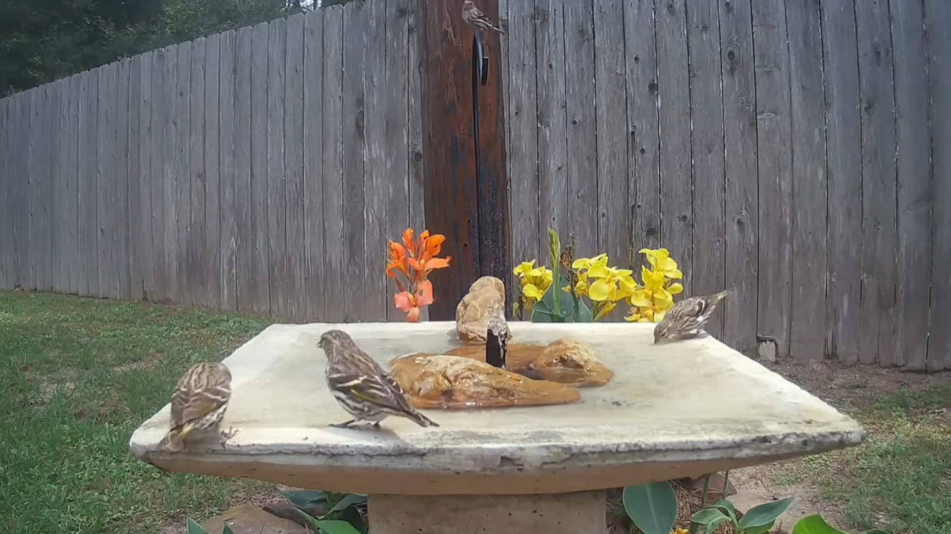 Customer Story: How Can a Poposoap Bird Solar Fountain Make My Garden More Vibrant?