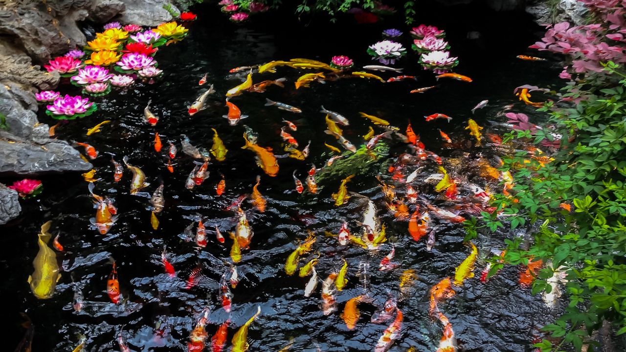 How to Clean a Koi Pond in Spring: Complete Seasonal Cleaning Guide