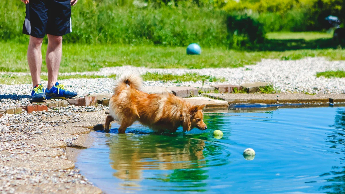 How to Prevent Dogs from Damaging Your Pond