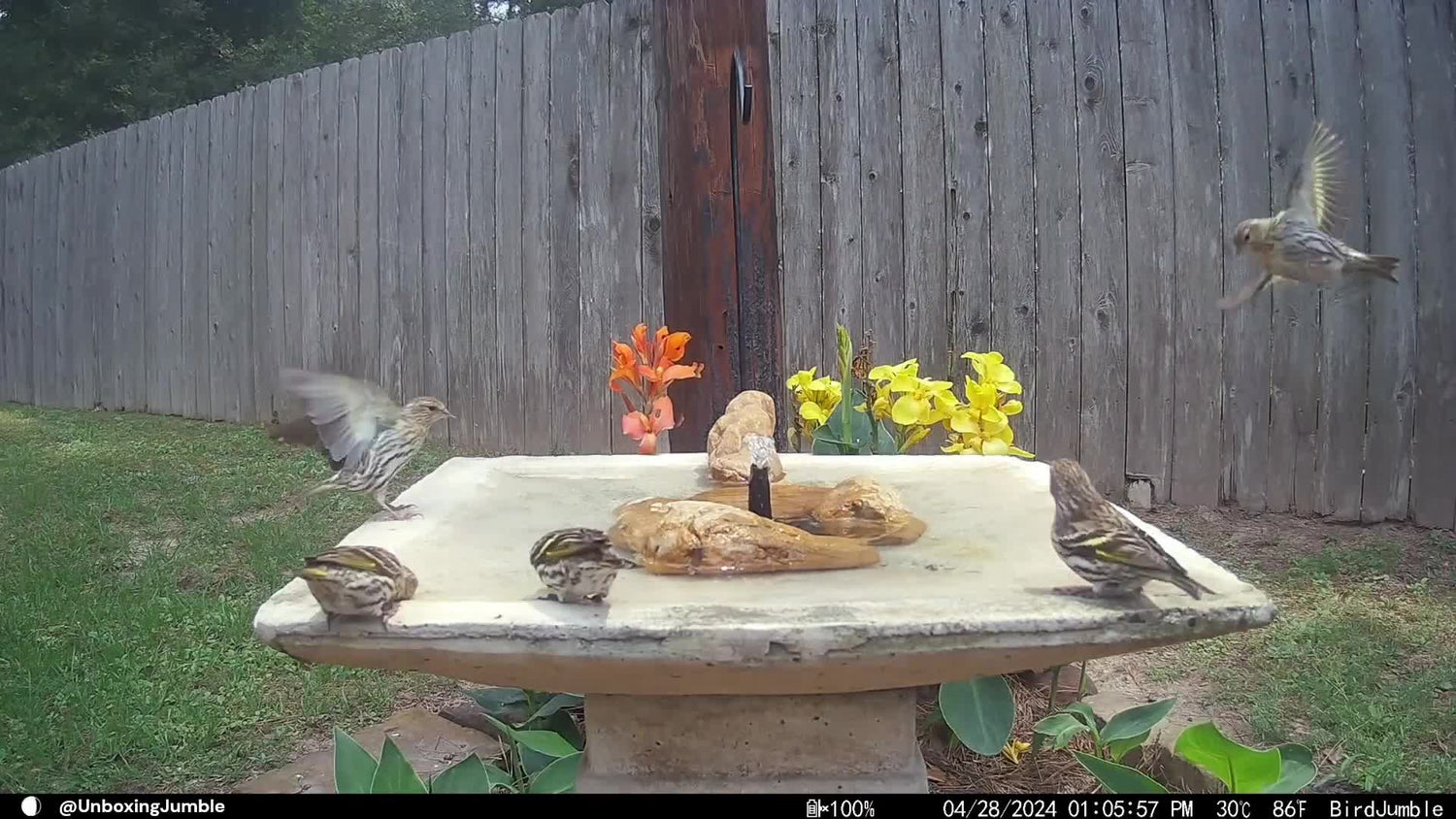 Unlimited Creativity: The Successful Application of Poposoap Solar Fountain for Birds in Small Gardens