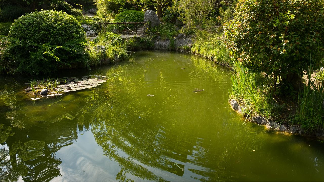 How to Color Pond Water Green Naturally (And Safely)