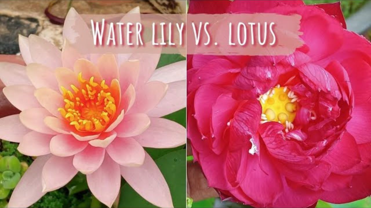 Lotus vs. Water Lily: How to Tell Them Apart and Which One to Grow in Your Pond