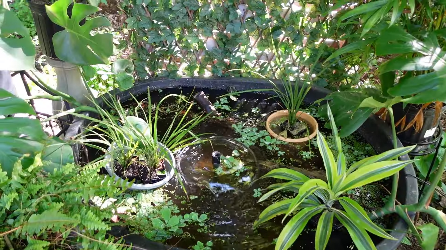 Mini pond, bullet proof fish, PopoSoap Solar Powered Pump