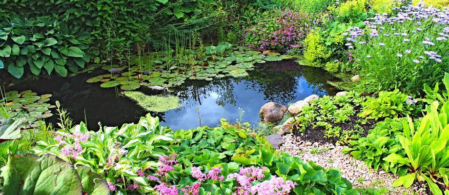 The Best Pond Plants for Your Garden Pond: Enhance Beauty and Sustainability