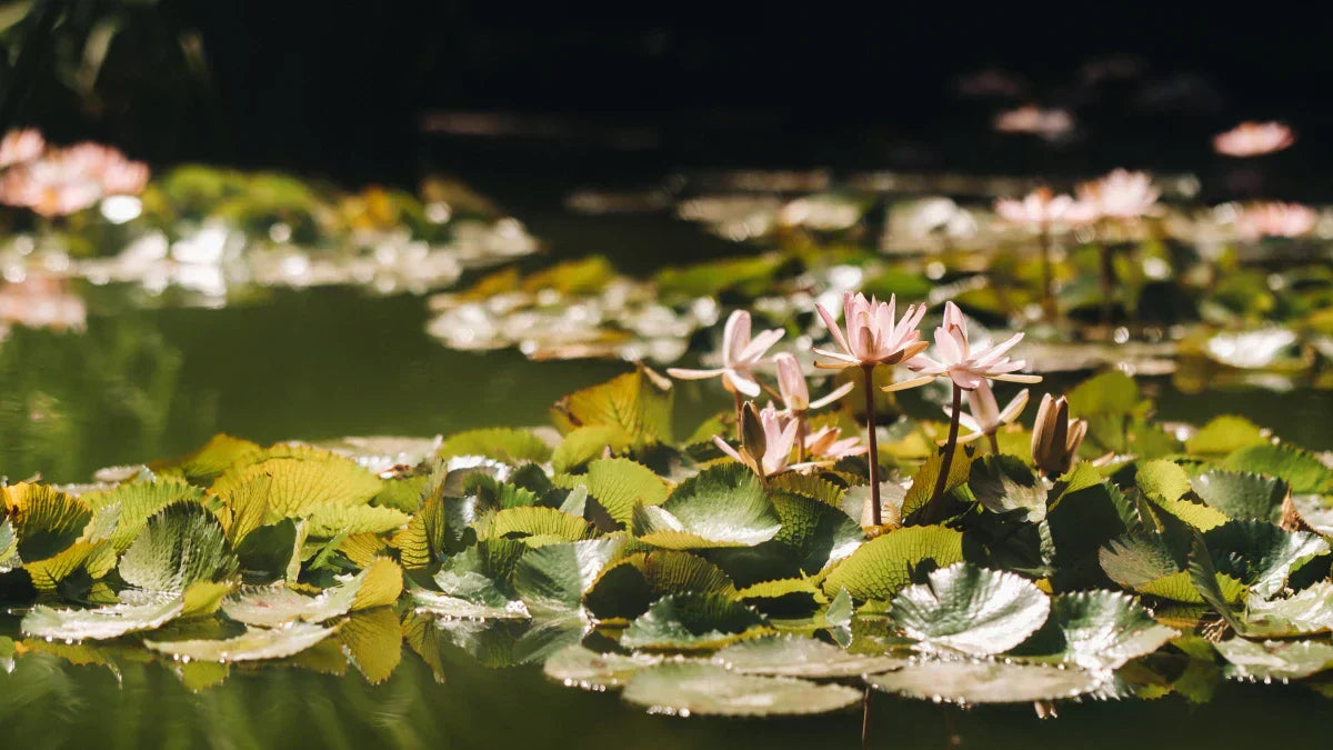 Pond Plants to Keep Water Cool and Clear