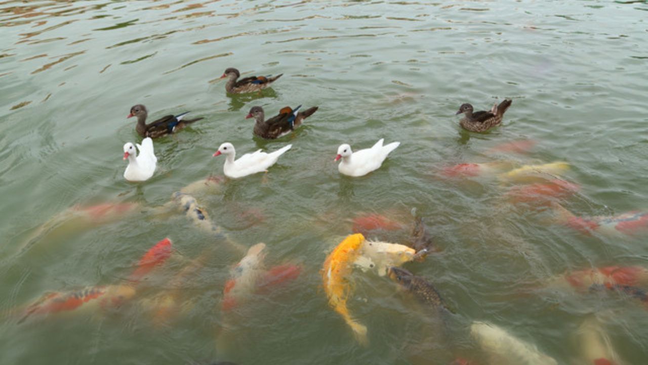Exploring Native Pond Life in Your Backyard Ecosystem