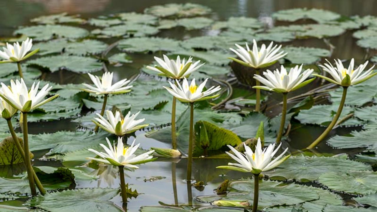 5 River Plants to Enhance Your Pond’s Natural Beauty