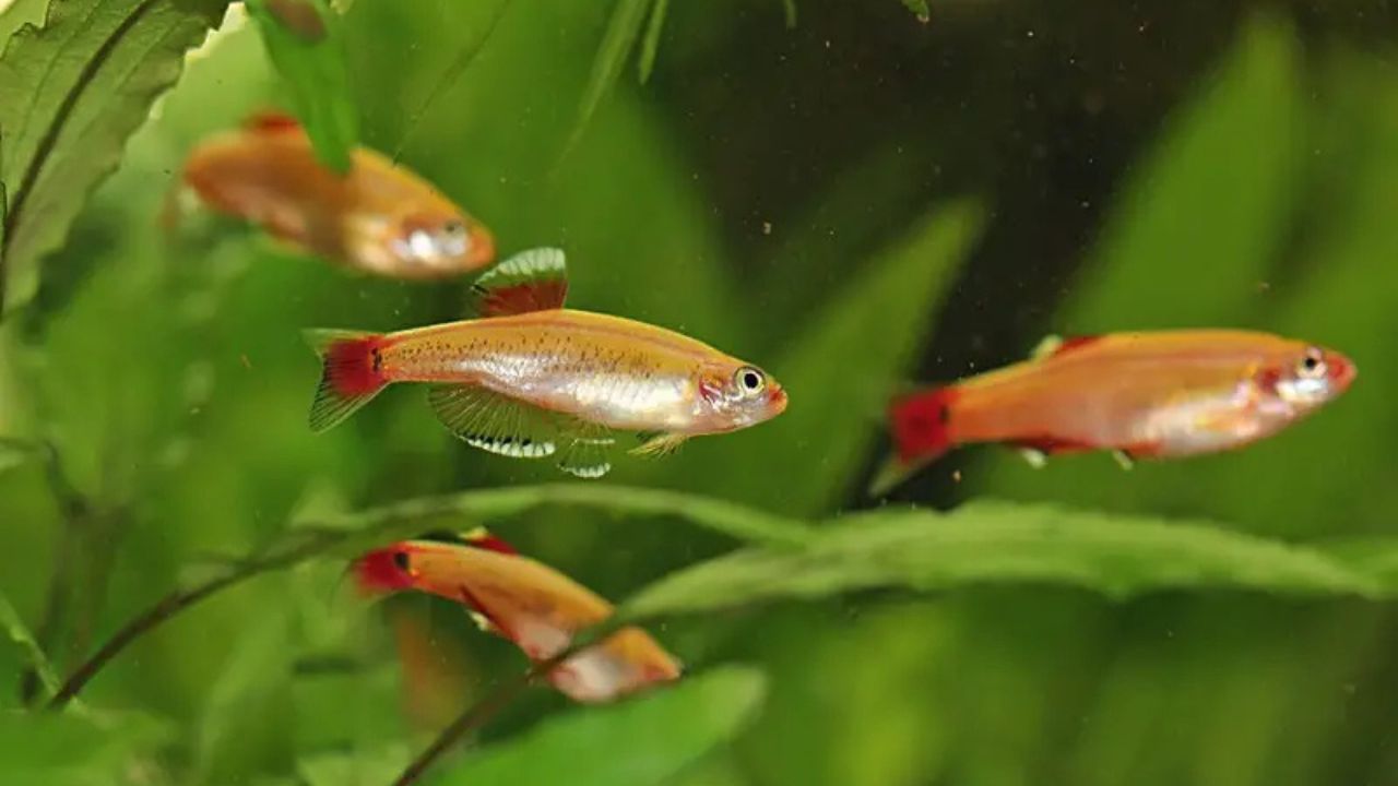 What Do Minnows Eat? A Guide for Pond and Aquarium Owners