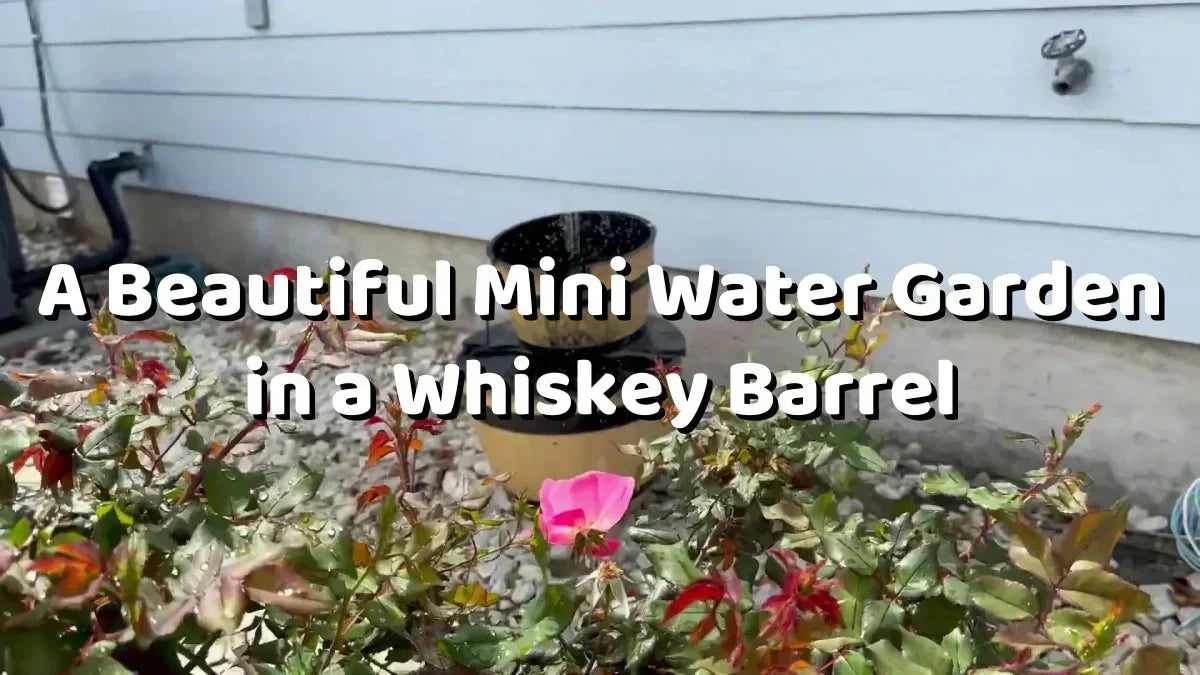 Comment construire un bassin en tonneau : un magnifique mini-jardin aquatique dans un fût de whisky