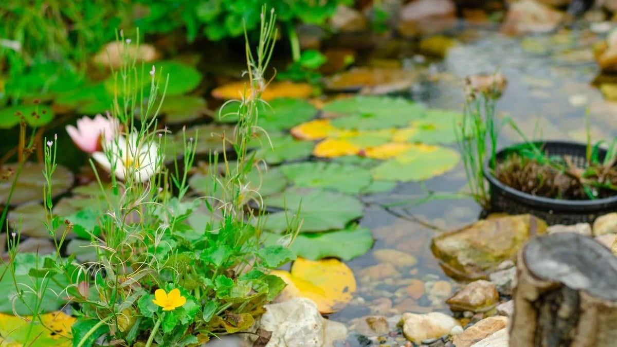 Titelbild Beste Pflanzen natuerlich Filter Teichwasser