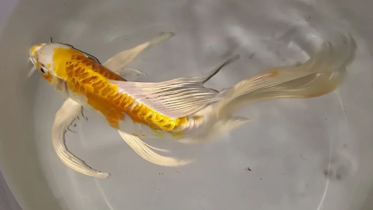 Titelbild Butterfly Koi 2