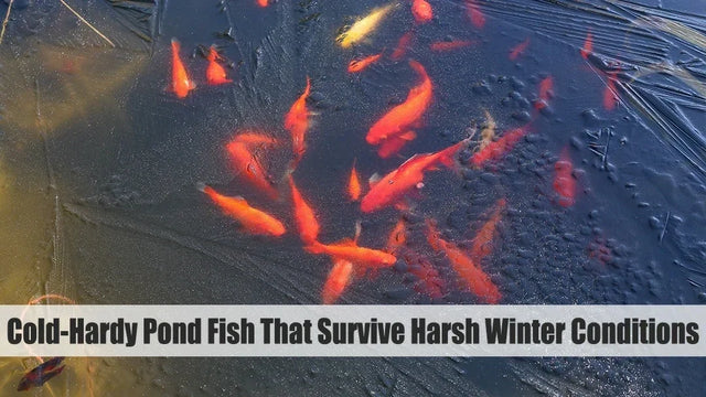 Poissons de bassin rustiques, capables de survivre à des conditions hivernales rigoureuses