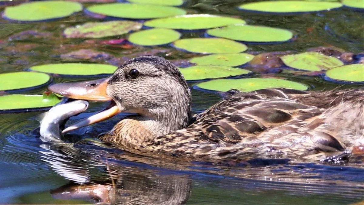 Titelbild Do Enten fressen Fische
