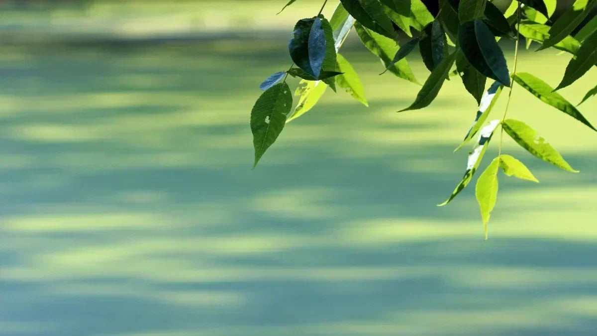 Titelbild Perfect Schatten fuer Ihr Teich