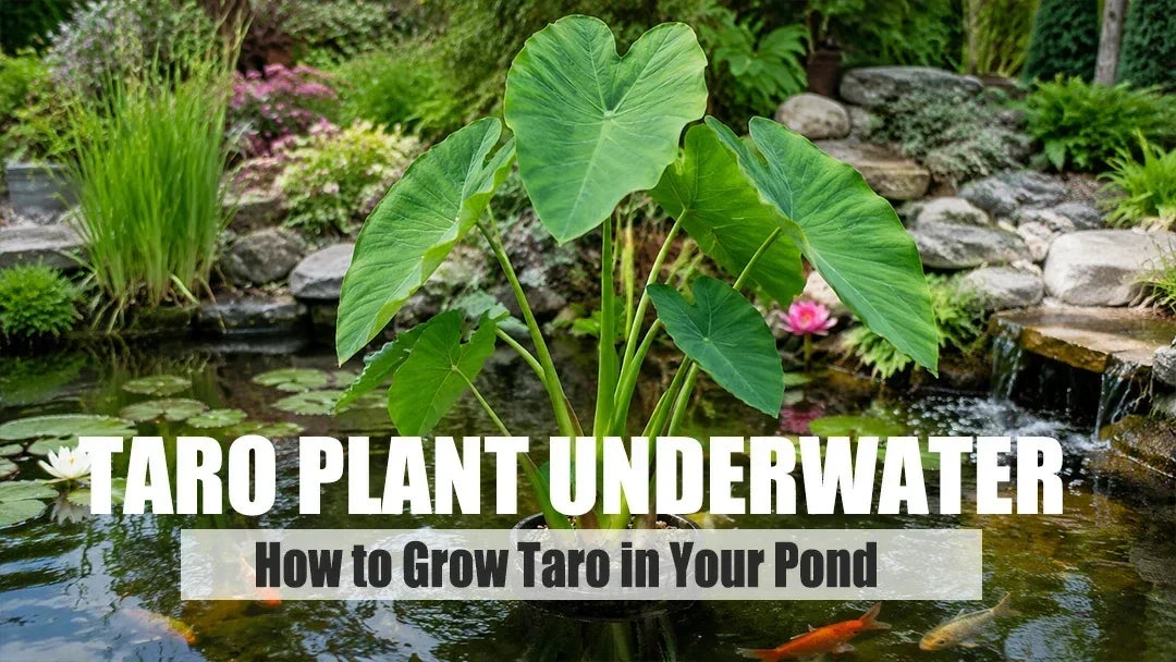 Titelbild Taro Pflanze Underwater
