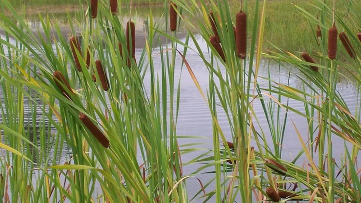 Titelbild Teich Reeds 1
