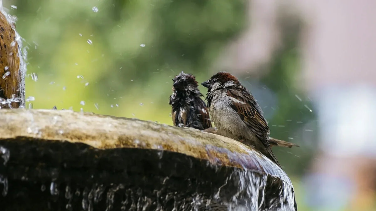 Titelbild Vogeltraenken gegen Vogel Springbrunnen