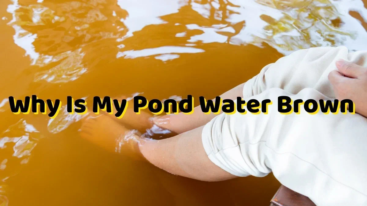 Titelbild Warum ist My Teichwasser Brown