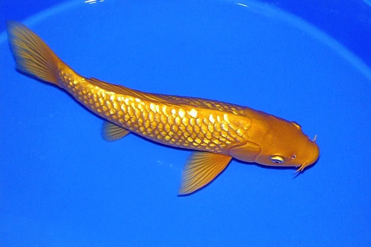 Der Reiz des Chagoi – Warum dieser Fisch Ihr Lieblingsteichkoi sein wird
