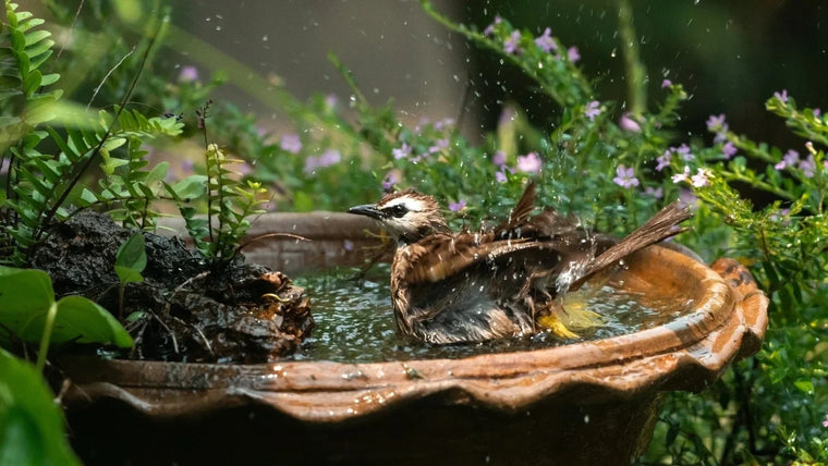 Les 3 erreurs les plus fréquentes lors de l'utilisation d'abreuvoirs pour oiseaux (et comment les corriger)