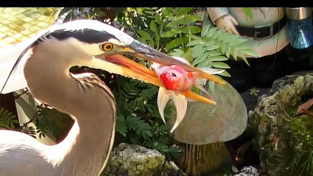 Titelbild was Eats Goldfische