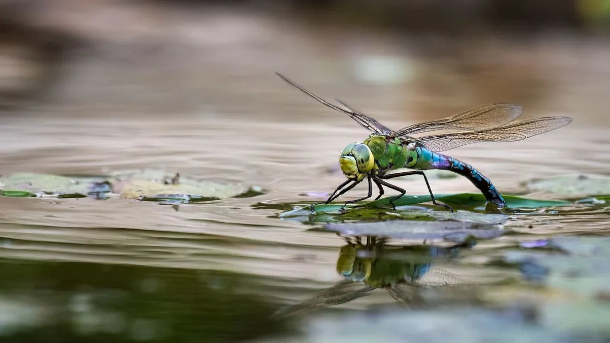 Titelbild wie Attract Libellen Ihr Teich natuerlich