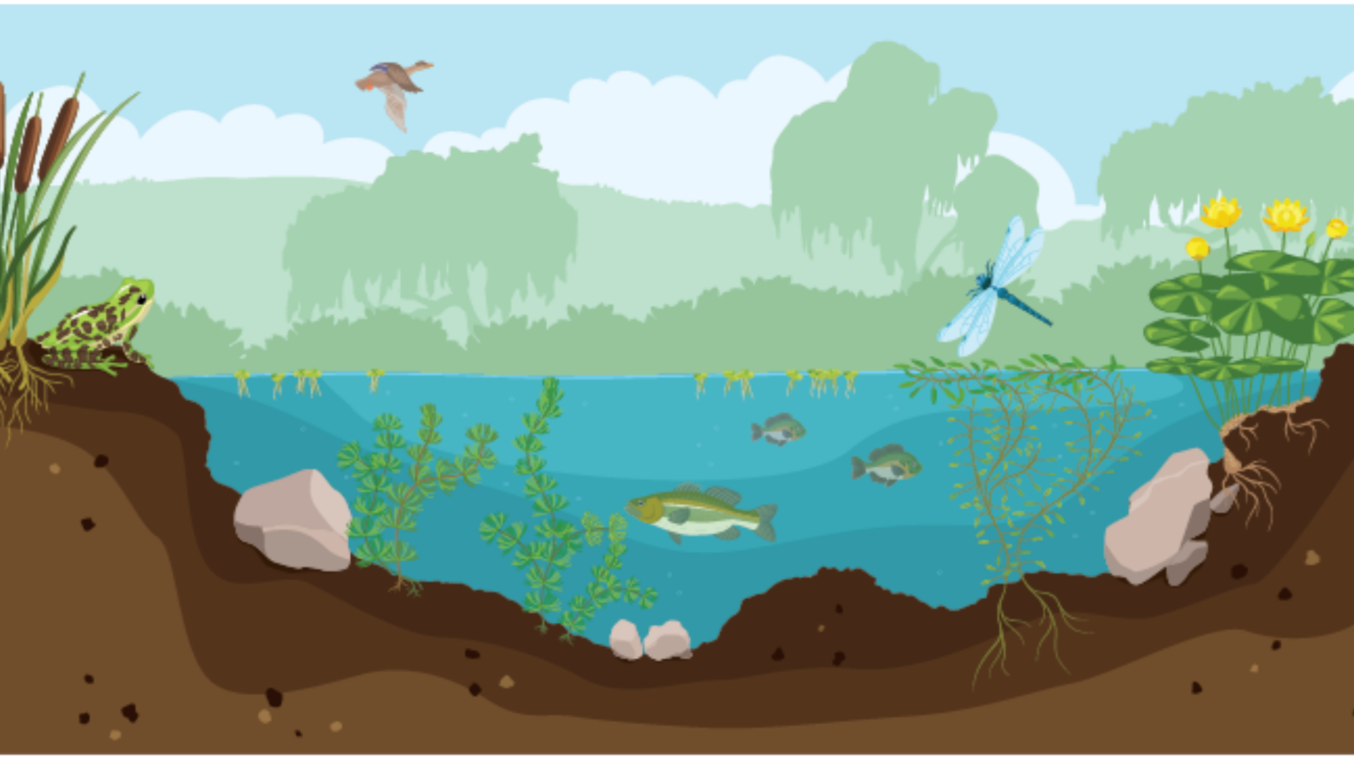 What Organisms Live in Lakes and Ponds? Learn About Their Diversity