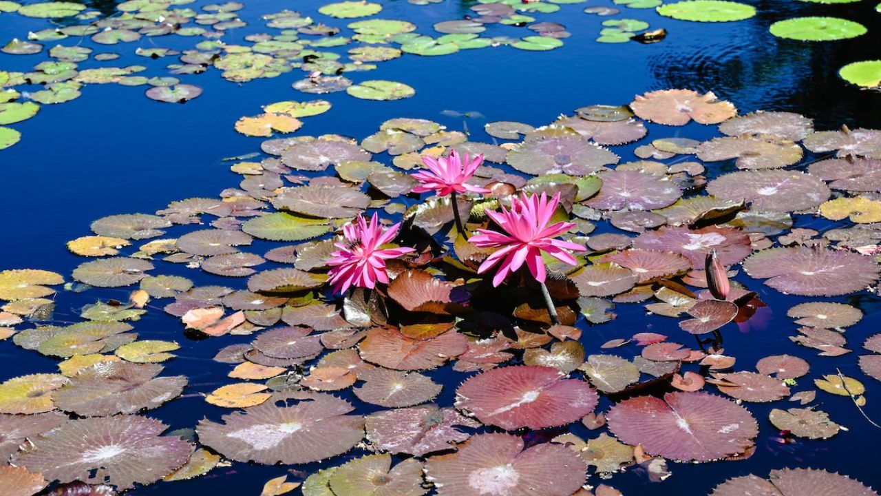 The Water Lily Pond: How to Create Your Own Masterpiece