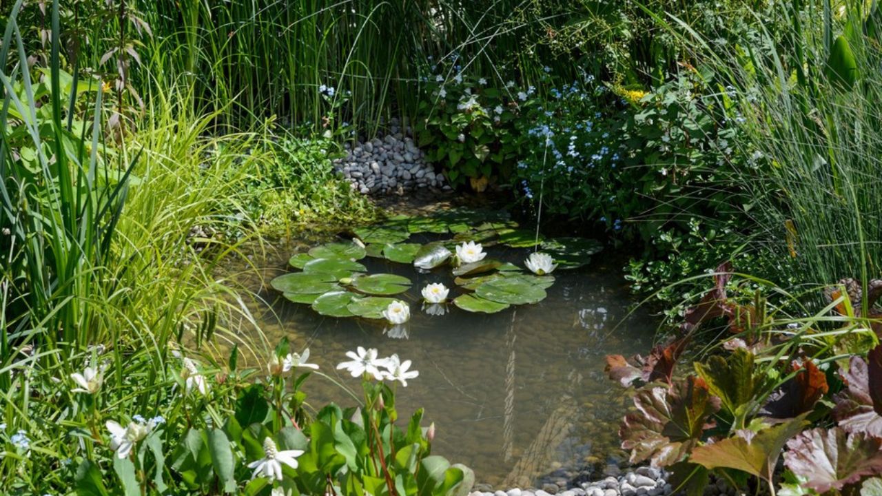 Waterside Plants