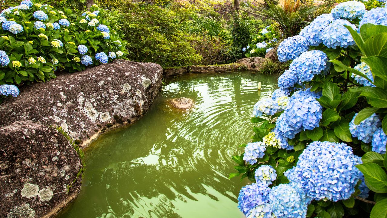 Why Is My Pond Water Green? And How to Clear It Fast (Naturally!)