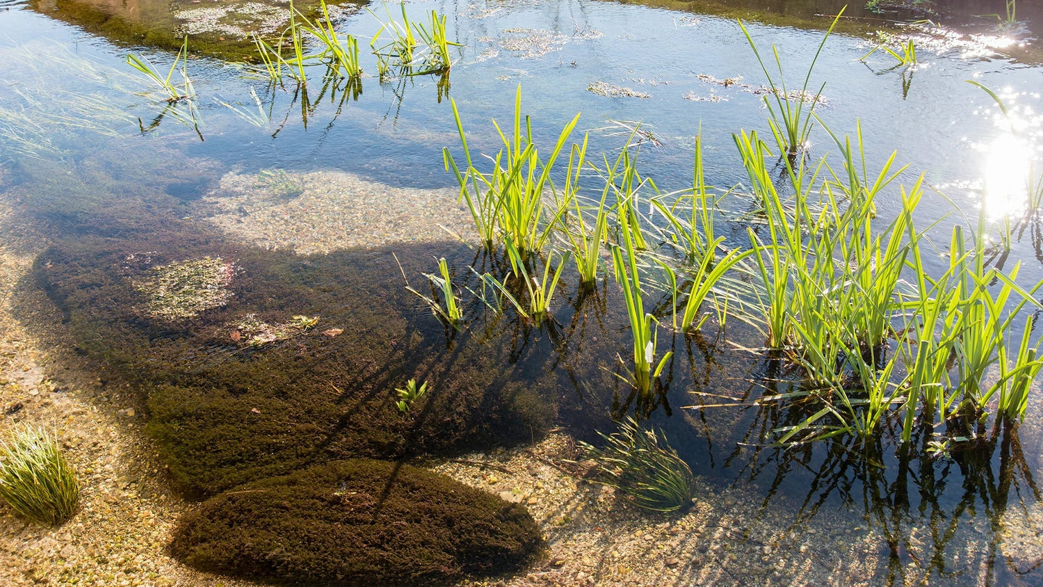 best plants to keep pond water crystal clear