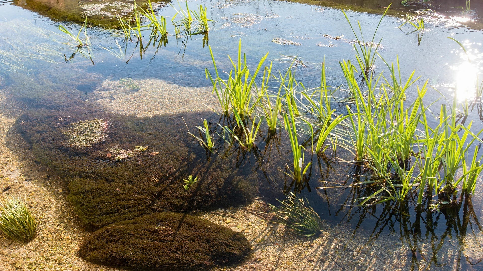 best plants to keep pond water crystal clear