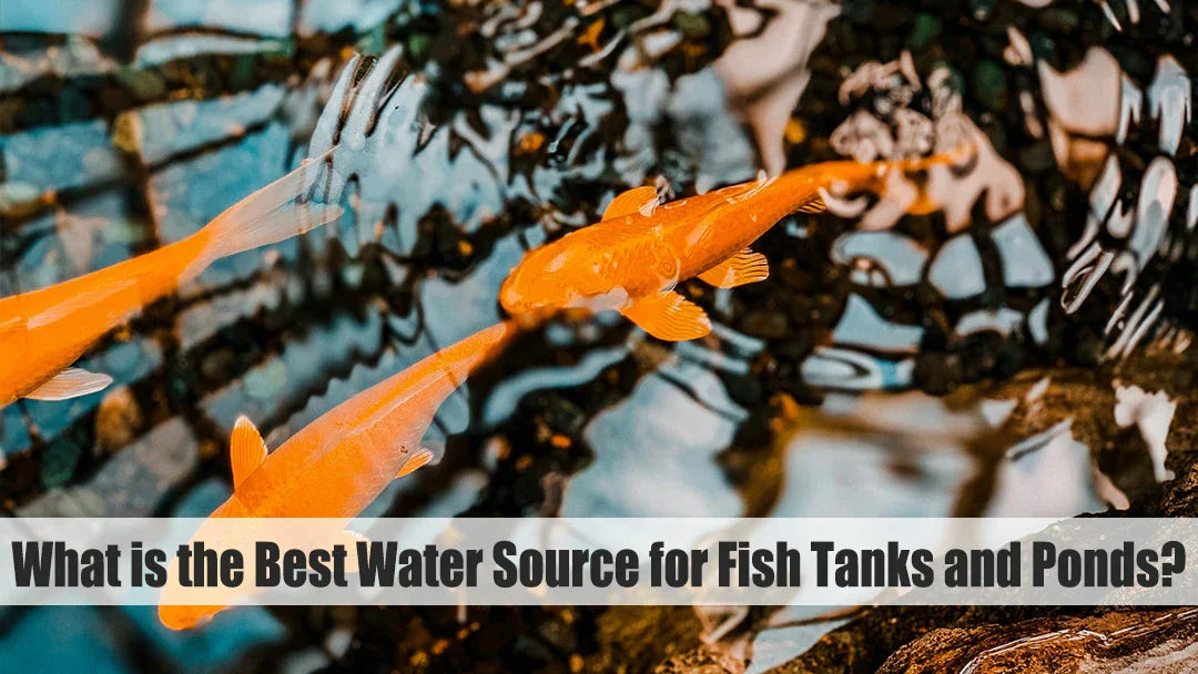 best water for betta fish