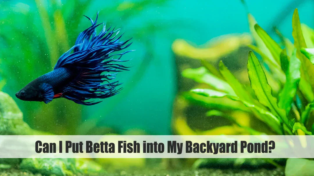 betta fish
