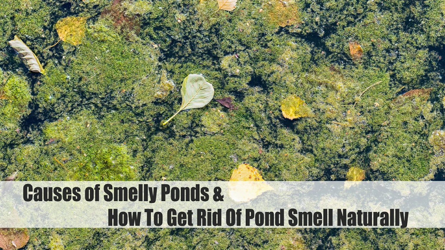 causes of smelly ponds