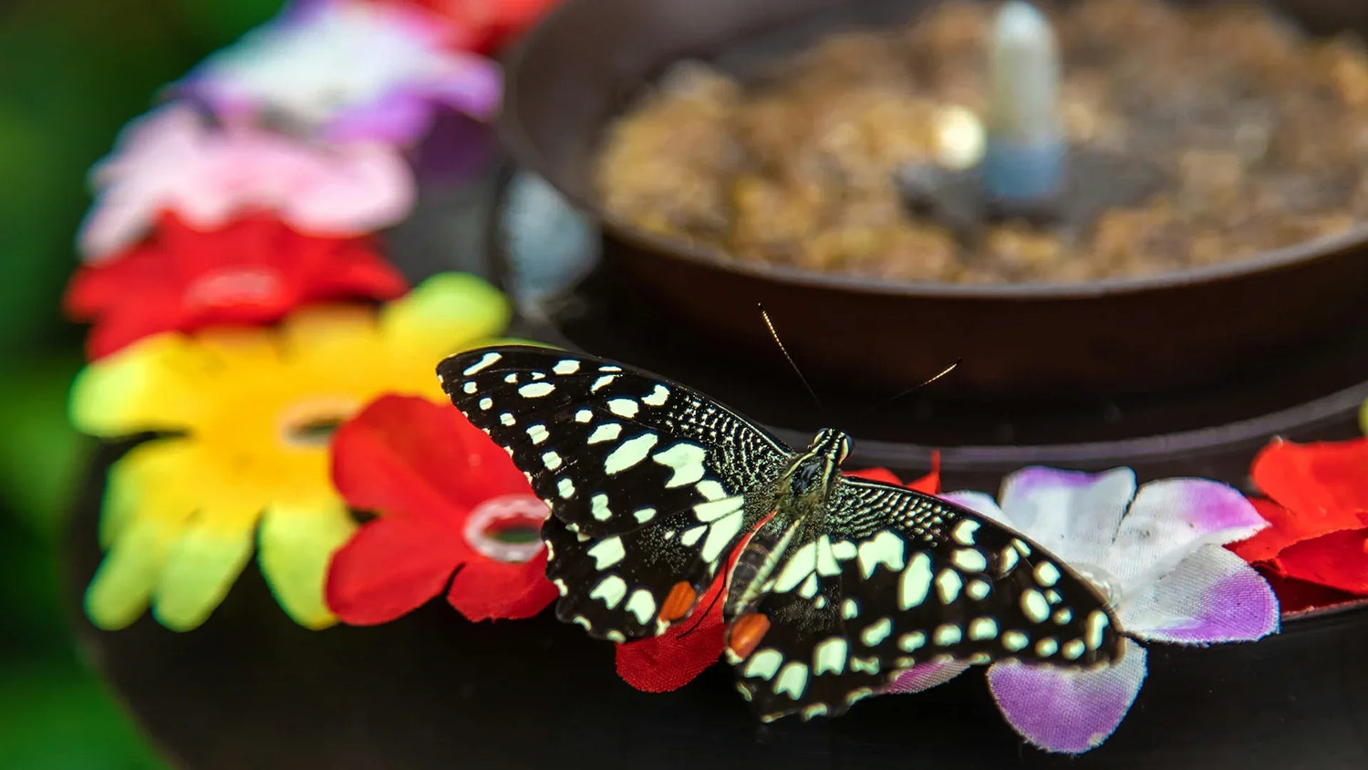 designing a pond for small birds and butterflies